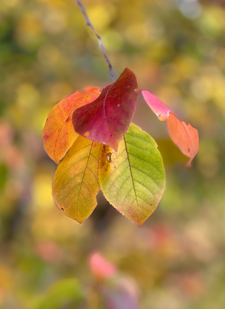 This is a simple image of five leaves, each one a different fall color hang from a narrow tree branch against a background of blurred out colorful fall leaves. The five leaves in the foreground are red, orange, yellow, greenish yellow and pinkish orange. The primary color in the blurry background is yellow with hints of all the previously mentioned colors.