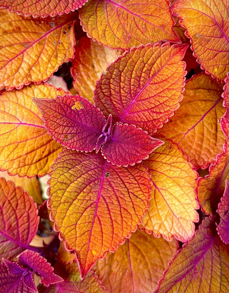 A close up of colorful coleus leaves featuring prominent veins and leaf edges. Orange, red, magenta and a hint of purple are showcased.