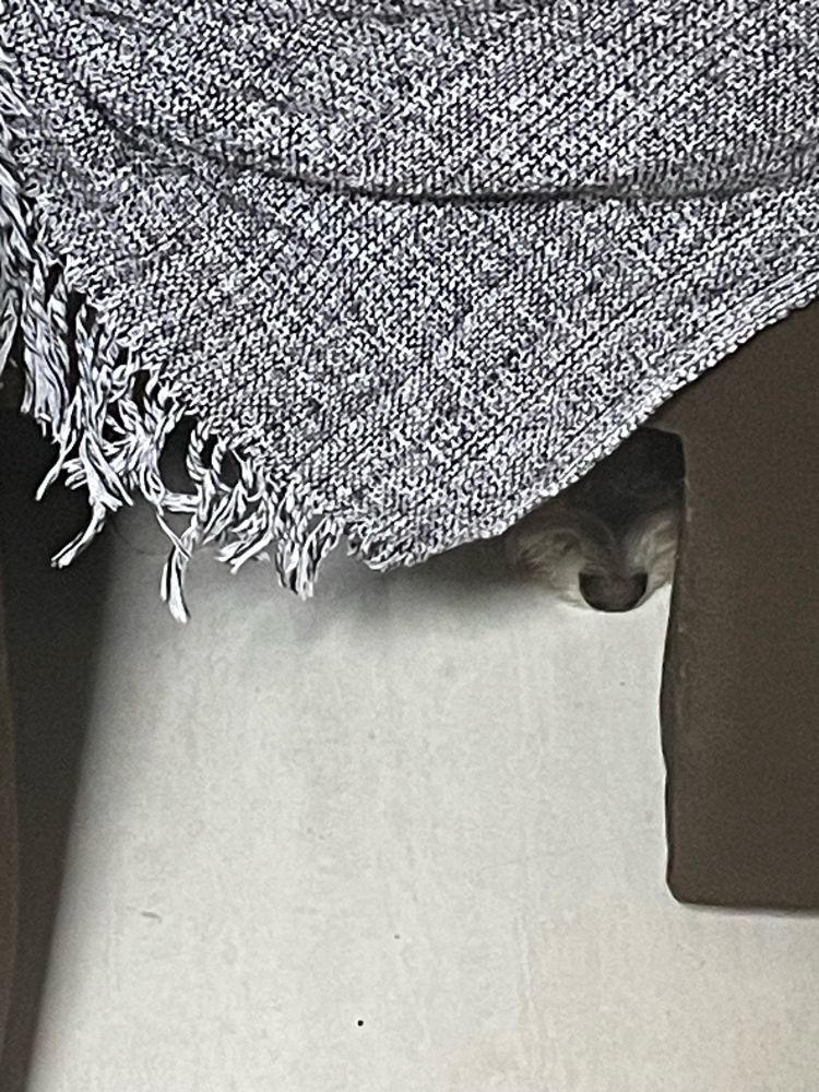 cachorrinho emburrado escondido dentro do sofá