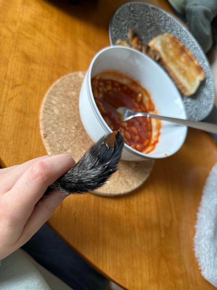 A picture of a brown tabby cat’s tail being held up to the camera with a small splat of baked bean tomato sauce on it. A bowl of baked beans and toast can be seen in the background 