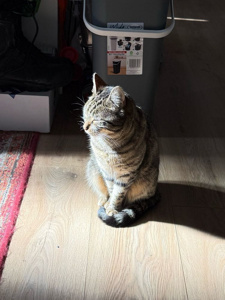 A brown tabby cat sitting down illuminated by a sunbeam