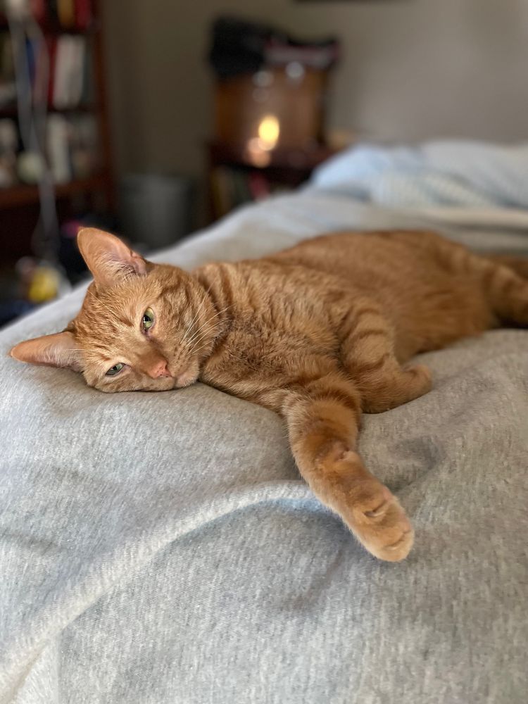An orange cat lies on his side in a bed, staring into space 