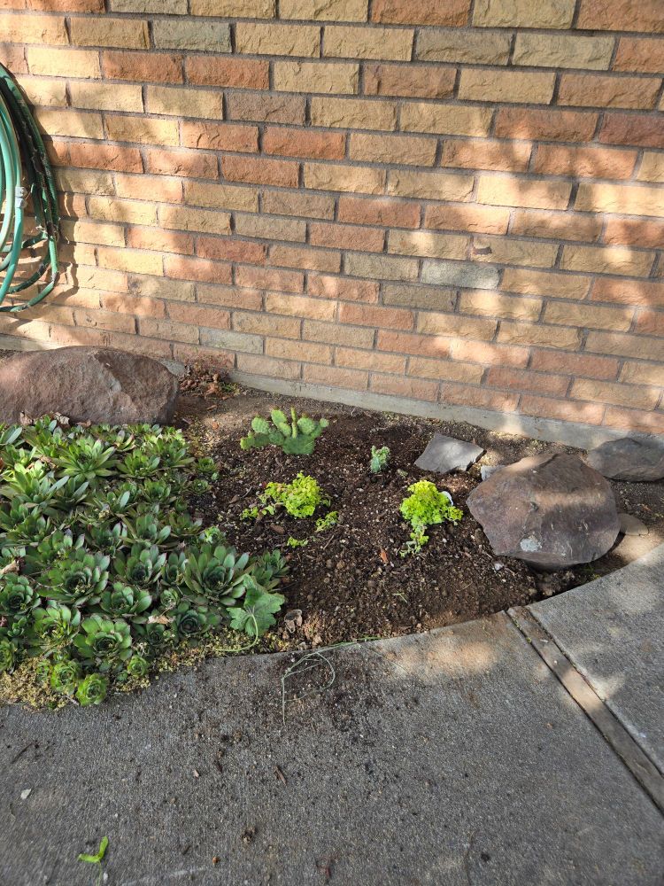 Two tiny cacti planted next to some bright green succulents, known as sedum. The soil looks fantastic 
