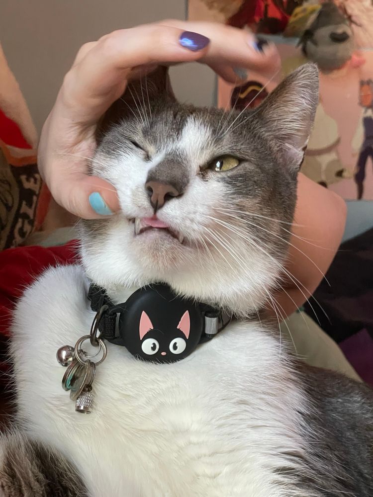 Same blepping cat, now winking, with a hand revealing his big teeth.