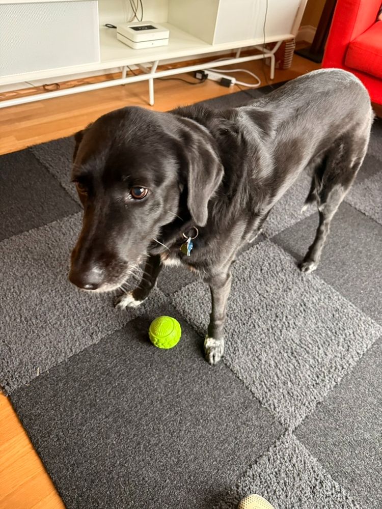 A black lab mix dog standing in front of a bright green lumpy ball. 