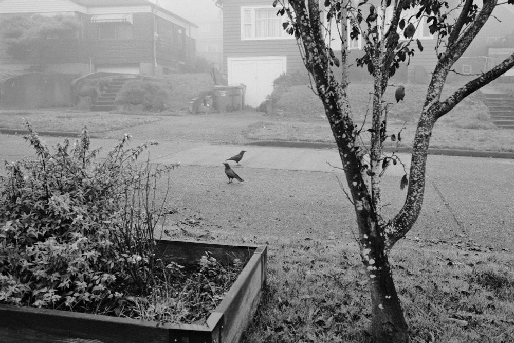 A monochrome photo of two crows standing in the street. A tree and a sidewalk strip planter box are in the foreground, and it's a foggy early morning. 