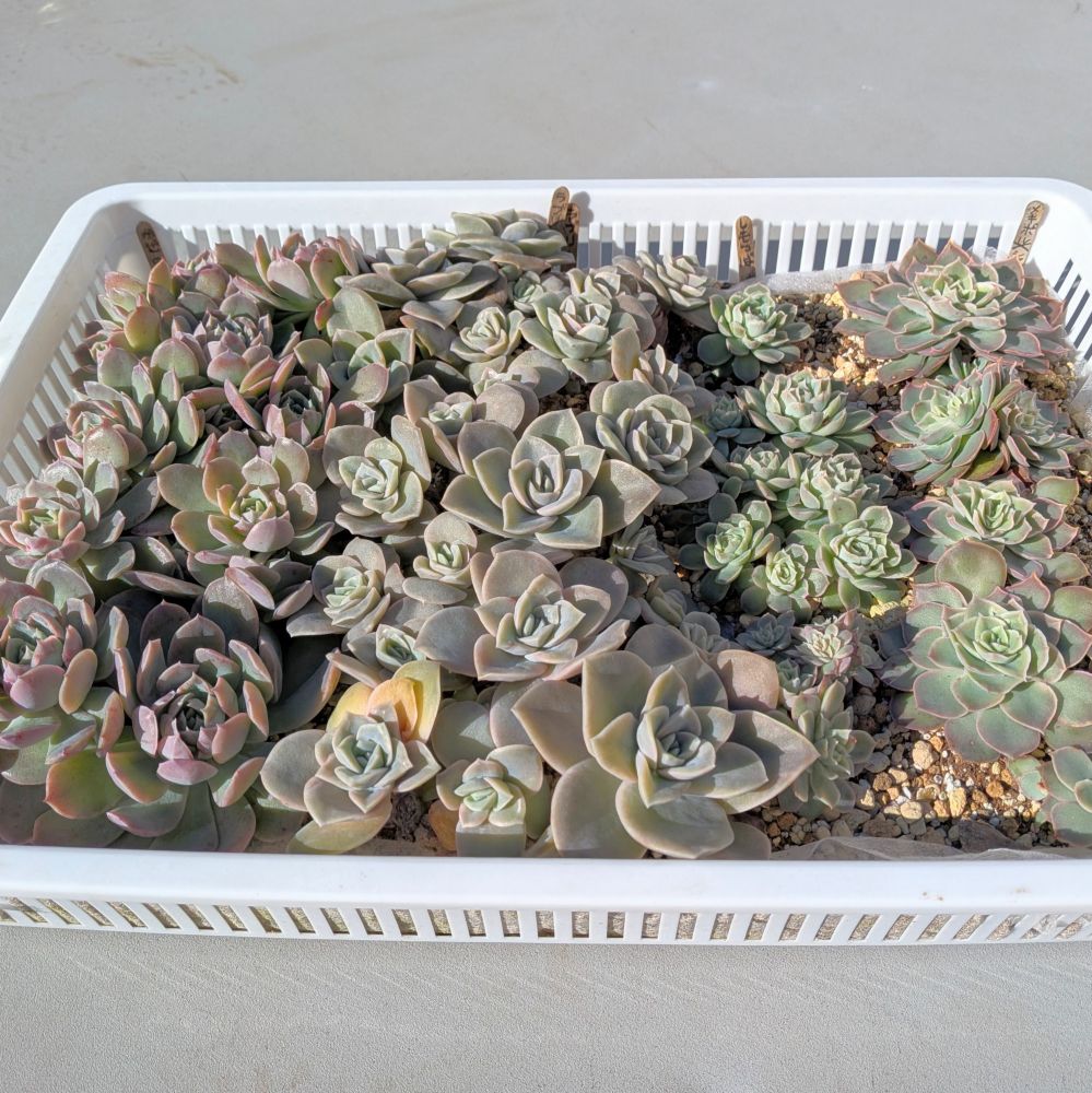 左から
風の花、ラブリーローズ、霜椿、メキシコポルデンシスxシャビアナペリグリナ
#多肉植物