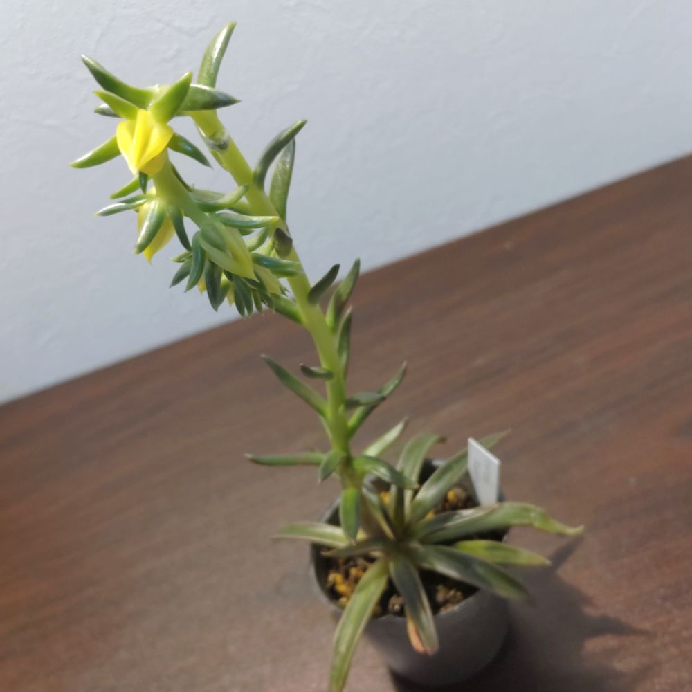 エケベリア ルテアファンタズマ