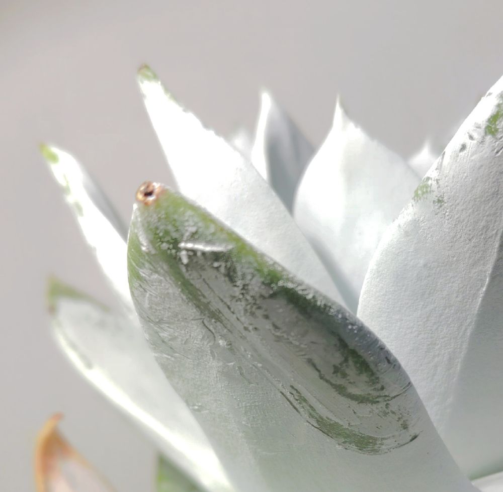 ダドレア 仙女盃のお粉