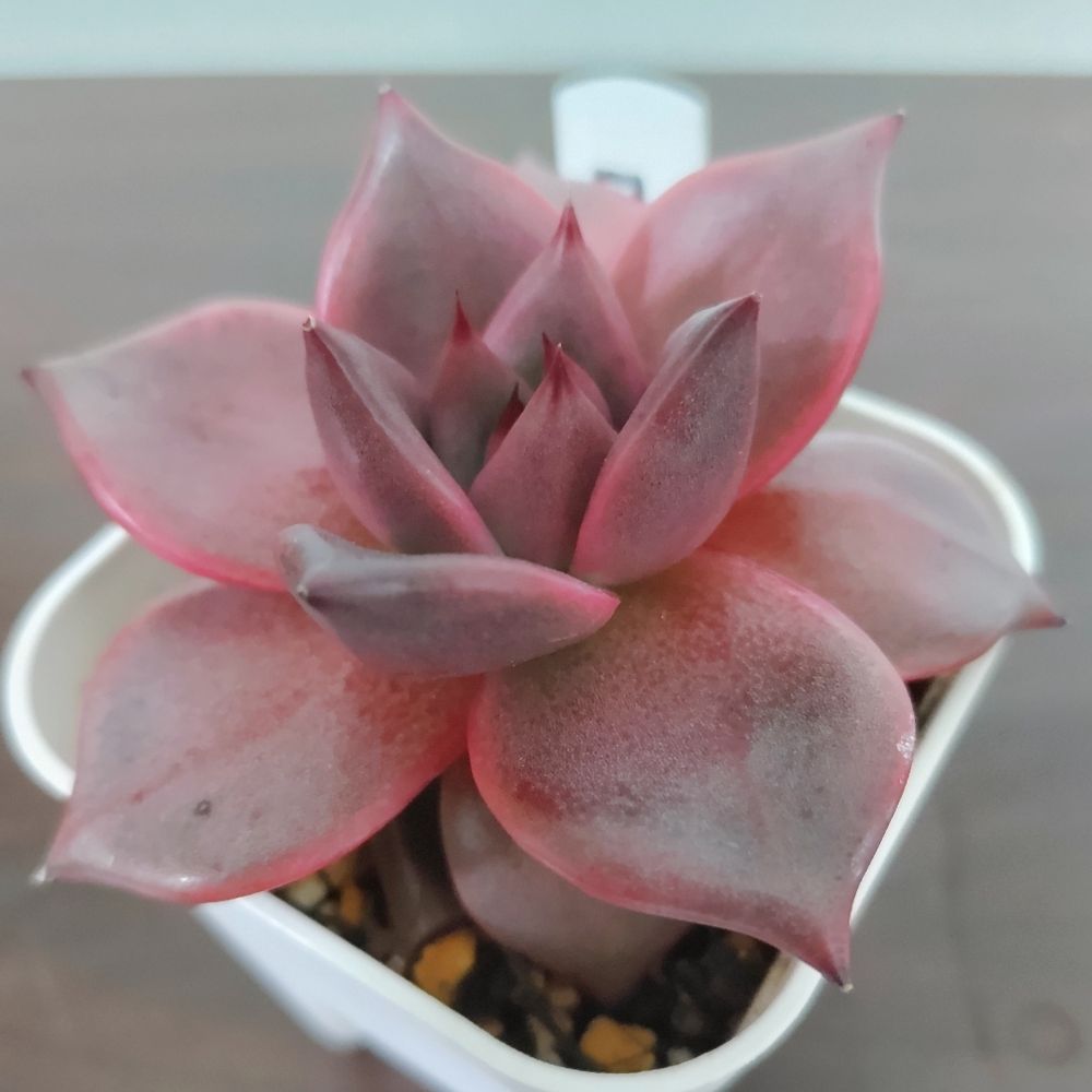 エケベリア ロメオ