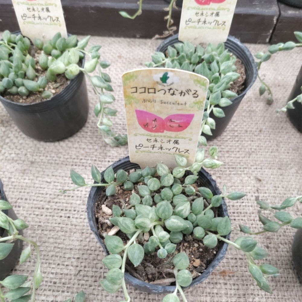 セネシオ ピーチネックレス