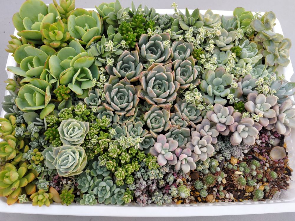 ポイポイ多肉トレー