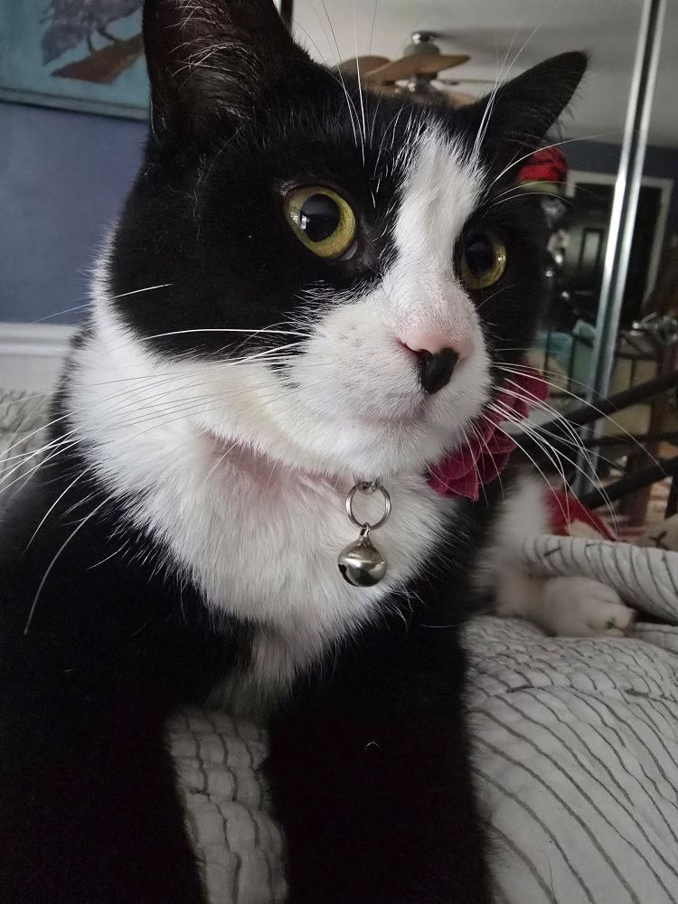 A close up of a strikingly beautiful tuxedo cat. She is looking off to the right, with a look of hope on her face. Her pink nose has a small black rorschach ink blot on the front.  Her pink collar has a little bell and you can just barely catch a glimpse of her oversized flower bow on her collar