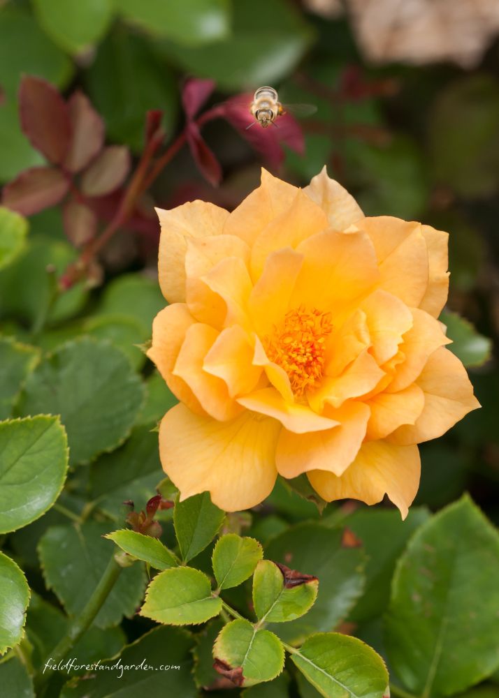 Photo of a rose of deep golden color with a honeybee hovering as if suspended in mid flight right above it.