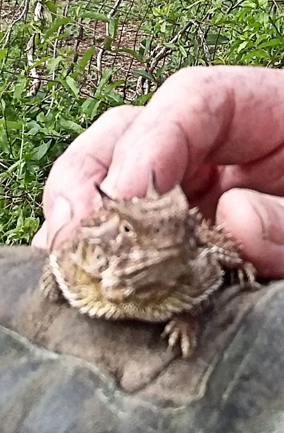 A Horned Toad found, photographed and released in September, 2024.