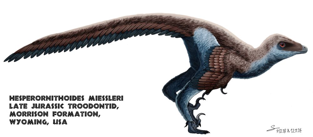 Digital drawing in sideview of Troodontid dinosaur Hesperornithoides miessleri, formerly known as "Lorie", in a brownish and grey-blueish plumage, crouching slightly, 2018-2024, art by Guillaume Babey