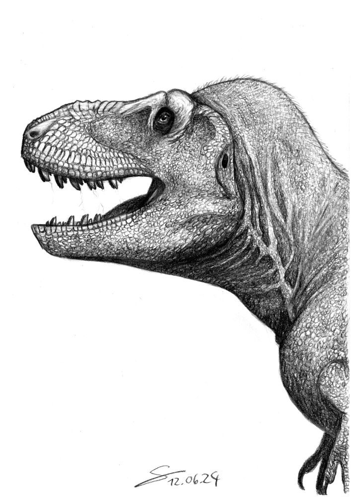 Traditional sketch portrait of Tyrannosaurus mcraeensis in sideview opening its jaws, 2024-25, art by Guillaume Babey