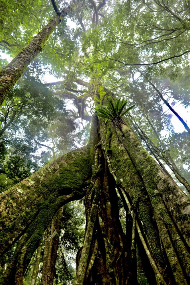 A majestic strangler fig, its host long decayed to leave a hollow core, dominates the foreground of the photo and rises to the forest canopy. Its huge limbs are covered in moss and tree ferns. 