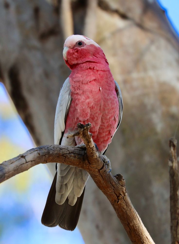 A galah (Australian parrot with grey wings and a watermelon-pink breast) sits proudly on a dead branch, undeterred by my presence as it watches me take its portrait. 
