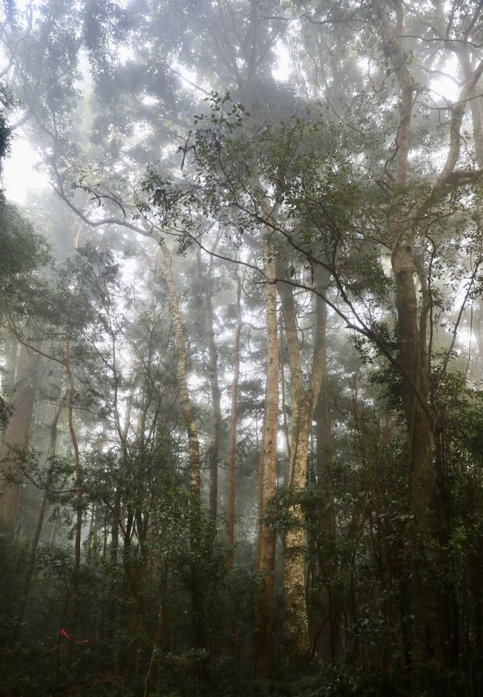 Slender trees with pale trunks glow in the low light of a misty rainforest. 