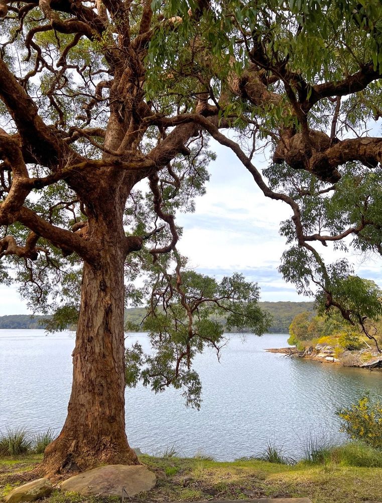 A eucalyptus tree with twisted, pendulous branches grows on the edge of a bay with wooded hills in the background. The sky is bright and is lightly clouded. 