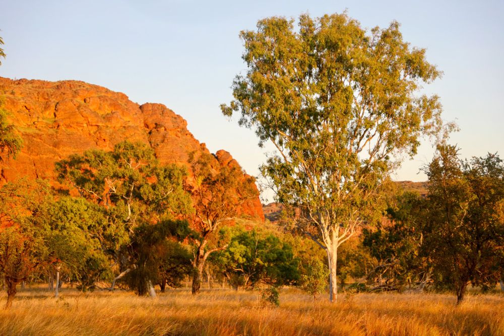 The morning glow accentuated the beautiful rocky red hills, trees and a grassy plain on the foreground. This was taken in Keep River National Park, Northern Territory. 