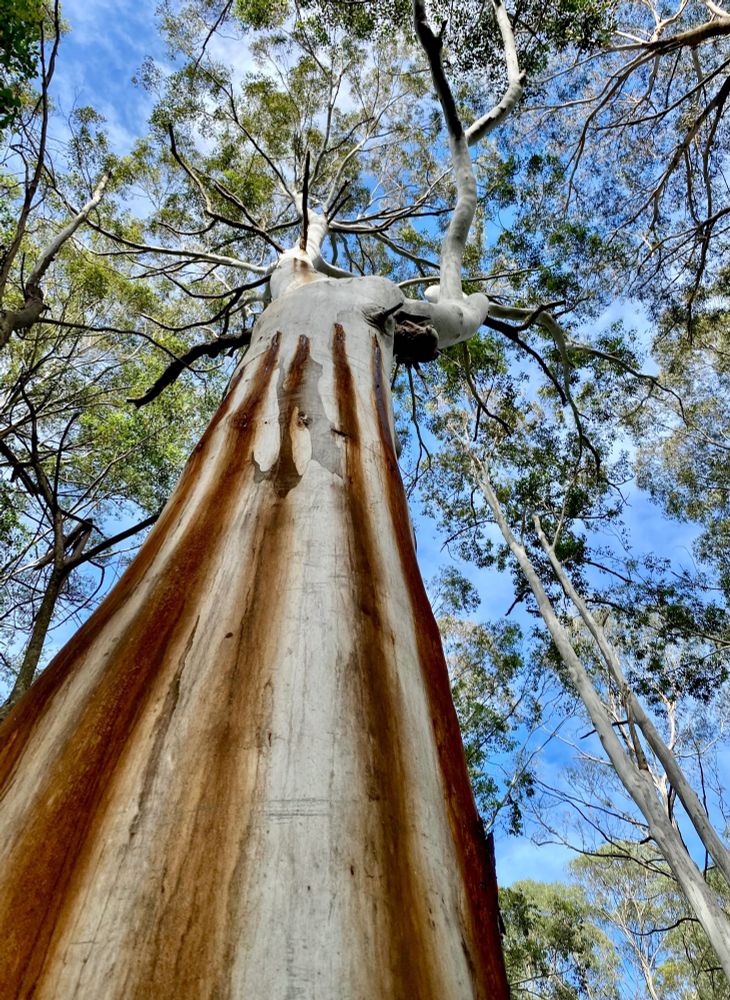 A towering blue gum eucalyptus is stained by brown gum oozing from holes in the tree, possibly made by insects or small arboreal mammals (gliders). 