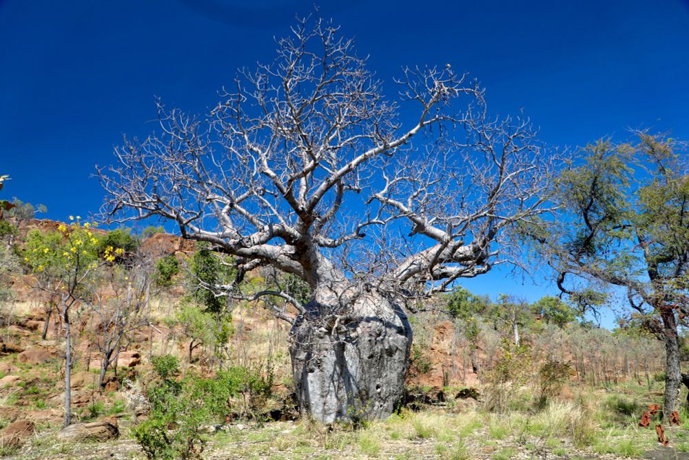 A stately and ancient boab tree with an enormous swollen trunk that stores water during the dry season dominates the lower rocky ridges and sandplains of north-western Northern Territory. 