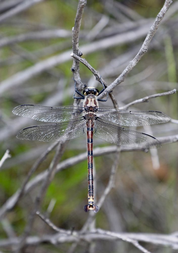 A male Giant Dragonfly, with a wingspan of up to 11 cm, perches on a twig after emerging from the swamp, where the larvae can spend up to 10 years in an underground burrow.