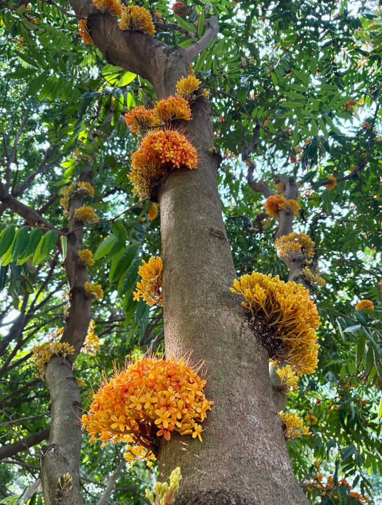 The Yellow Saraca is a tropical tree with large clusters of yellowy orange cauliflorous flowers (they grow from the trunk of the tree rather than branch tips). This one was in Darwin Botanic Gardens. 