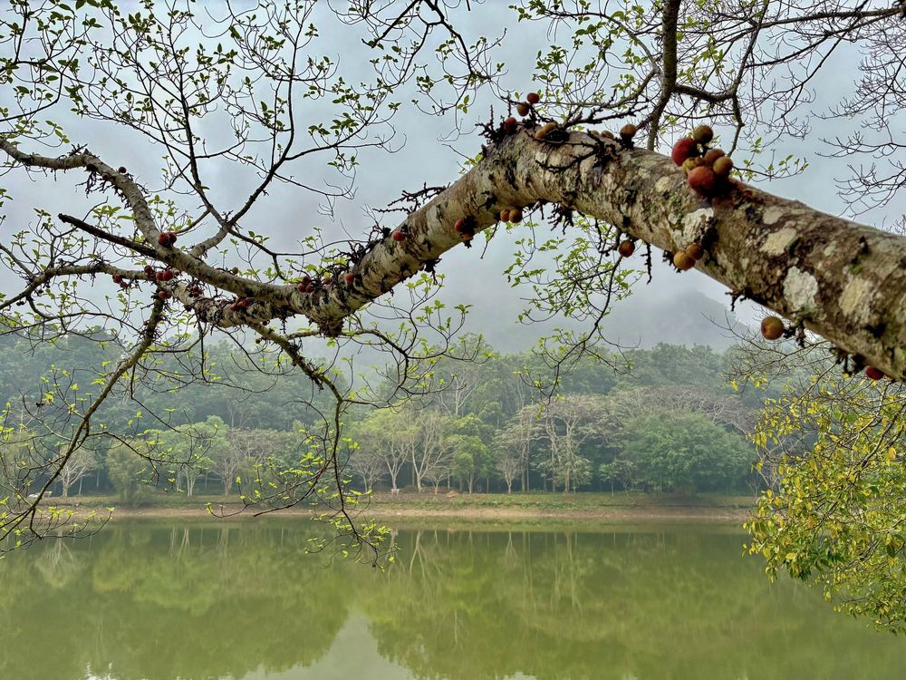 A spindly ficus branch hangs over a green lake fringed with trees. 