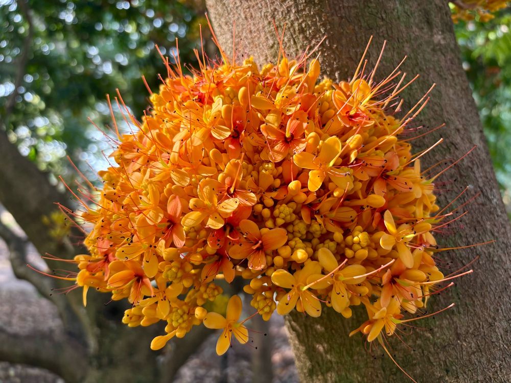 This flowery hemisphere is made up of many smaller flowers with long stamens. They grow from the trunk and limbs of the tree.