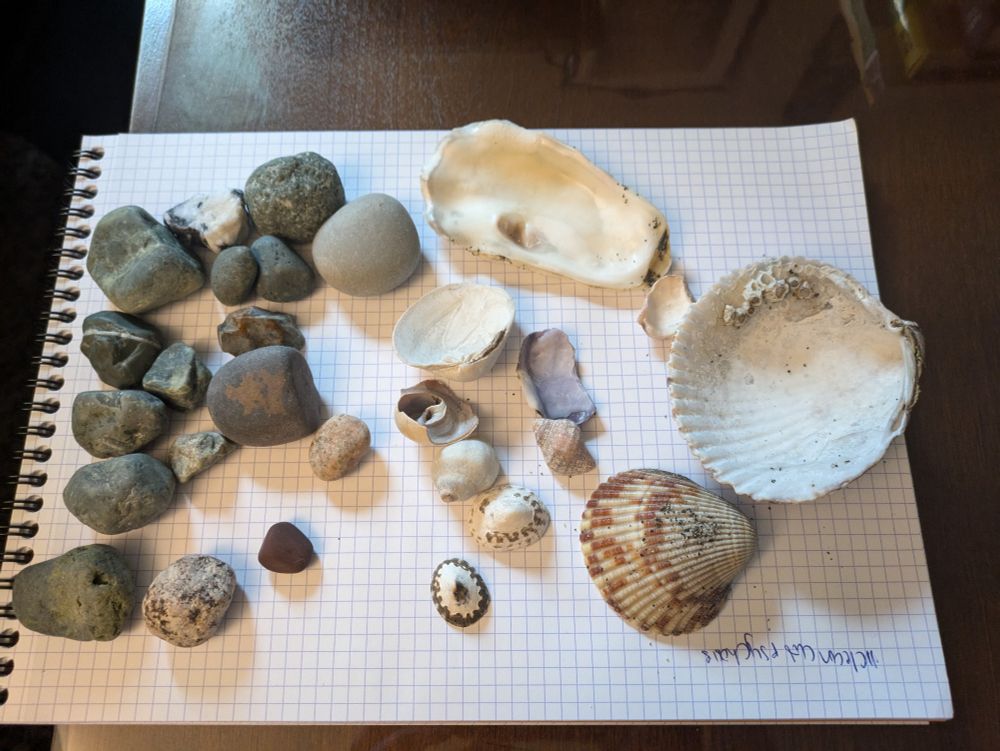 An assortment of mostly green rocks, then smaller to larger seashells of a variety of colors and shapes, sitting on top of graph paper.