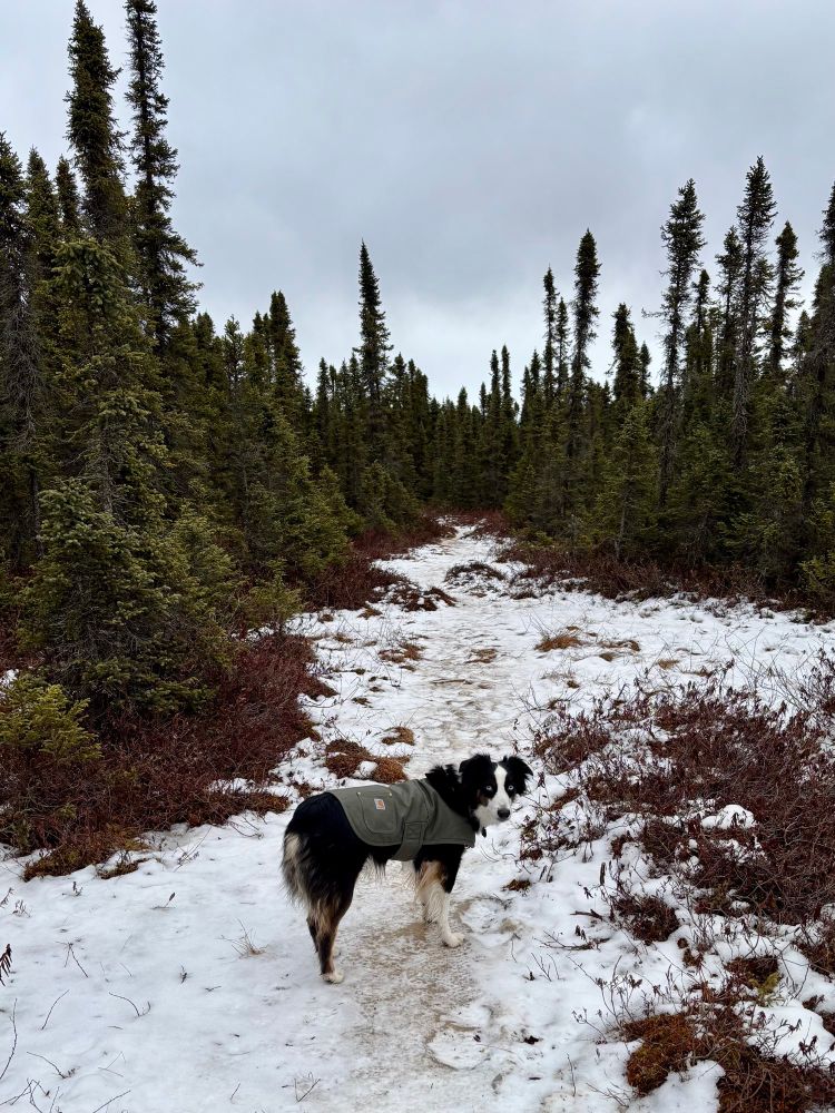 Dog standing on a snowy path in spruce forest. 