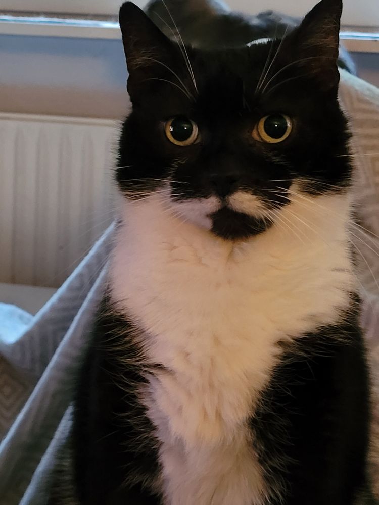 Kater mit schwarz weißem Fell