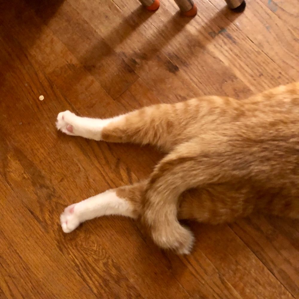 An orange cat’s hind paws and tail