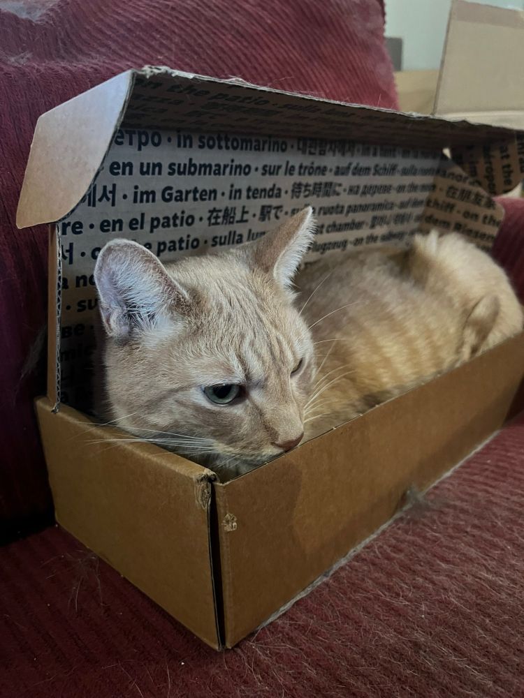 Photo of an orange cat named Thomas in a box used for Steam Decks in the mail. The box is on a red chair with too much of Thomas’ fur on it. It really needs to be cleaned tbh