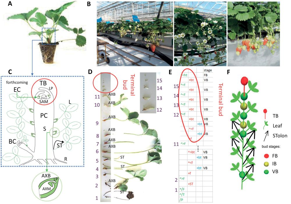 2D architecture of strawberry plant