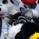 Sy the raccoon in fursuit, just peeking over another suiter