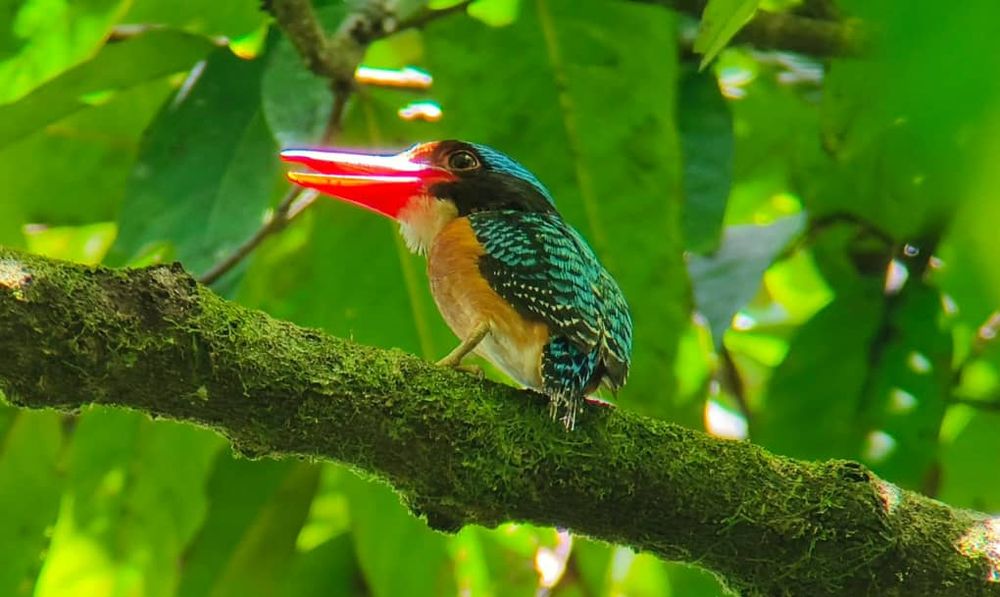 Bornean Banded Kingfisher - Mr Lee