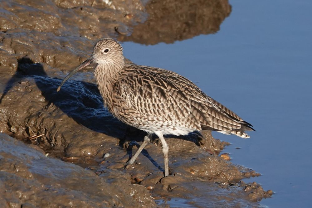 Curlew
