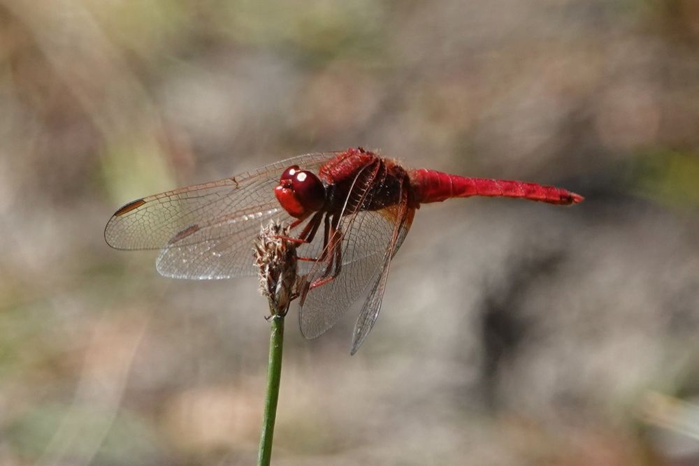 Scarlet Darter