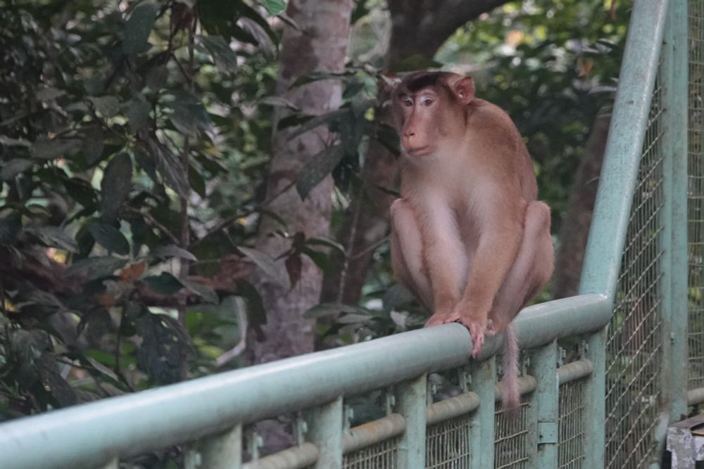Pig Tailed Macaque