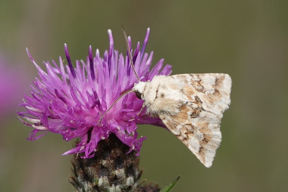 Dusky Sallow