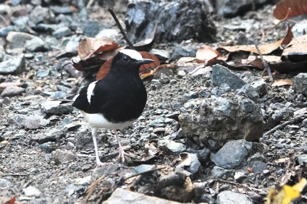 White-capped Forktail