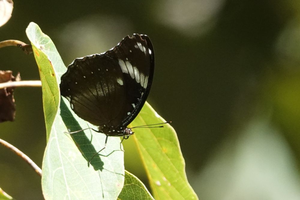 Hypolimnas bolina philippensis 
