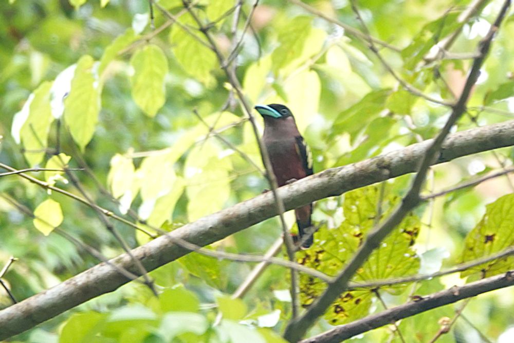 Banded Broadbill