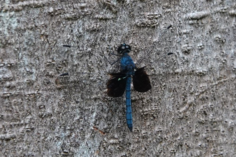 Tyriobapta torrida 