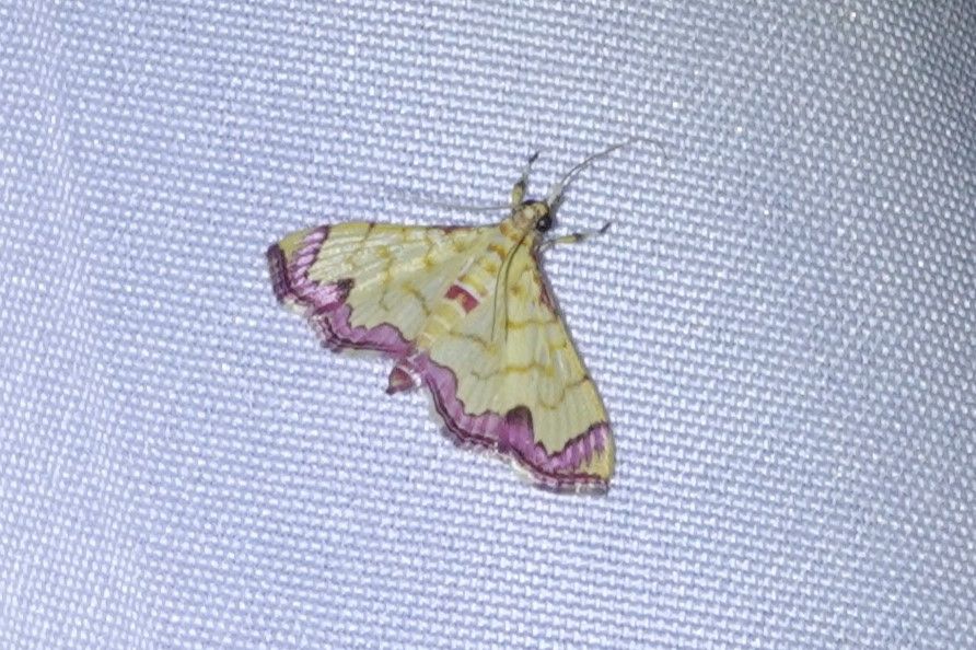 Isocentris phoenicozona