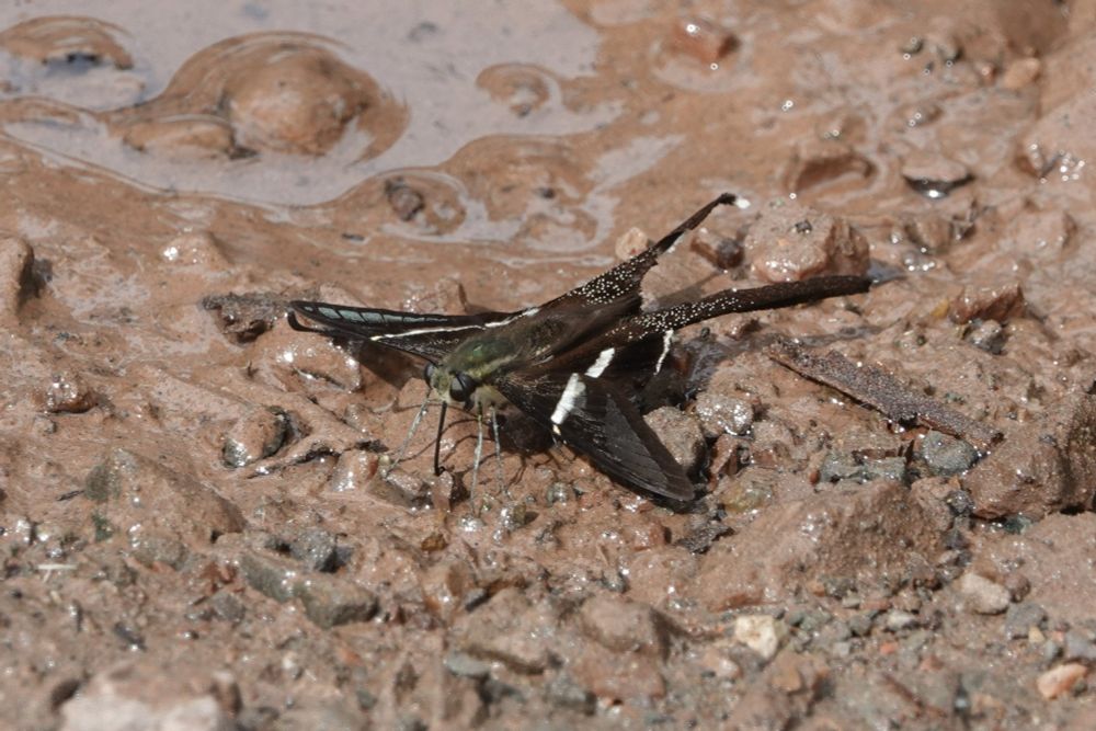 Lamproptera curius curius